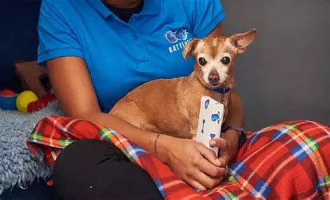 battersea cats home paw draw|Lotteries and Raffles .